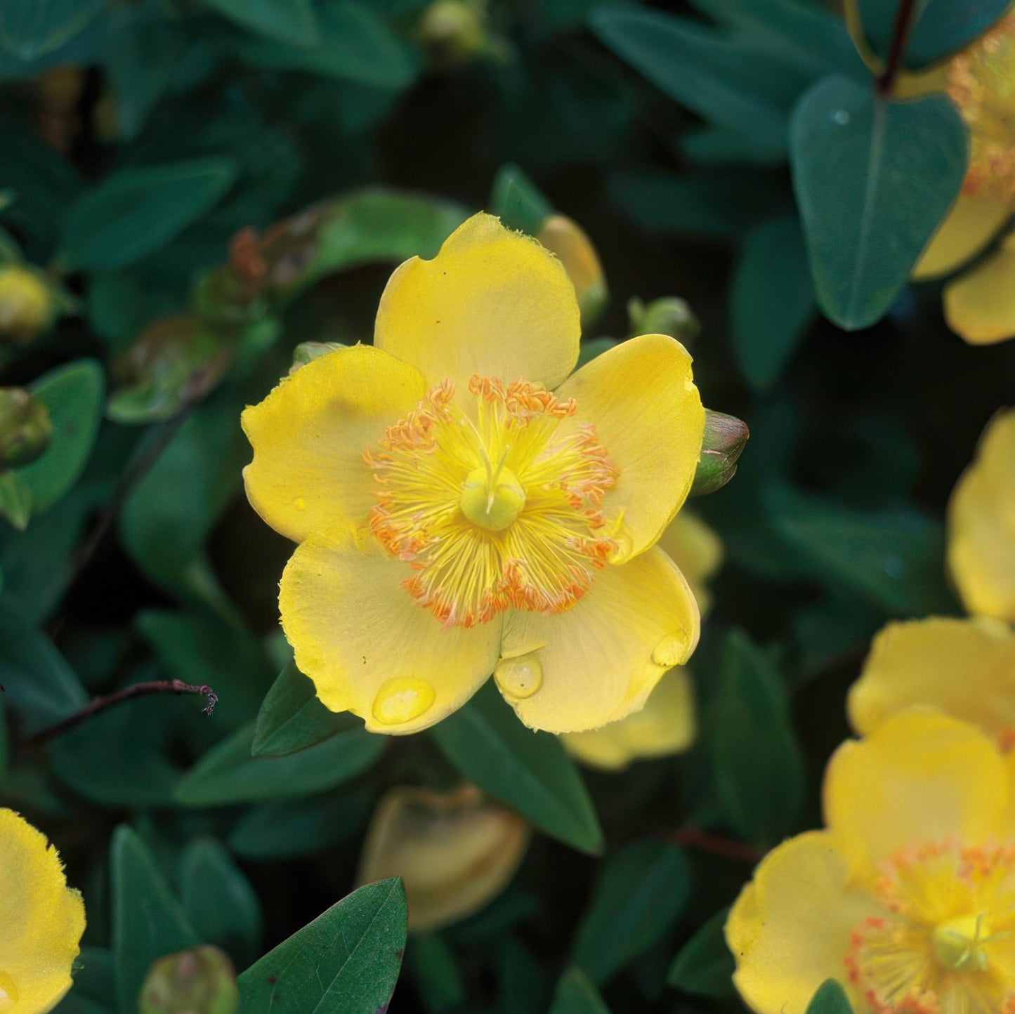 48x Hypericum calycinum - ↕10-25cm - Ø9cm