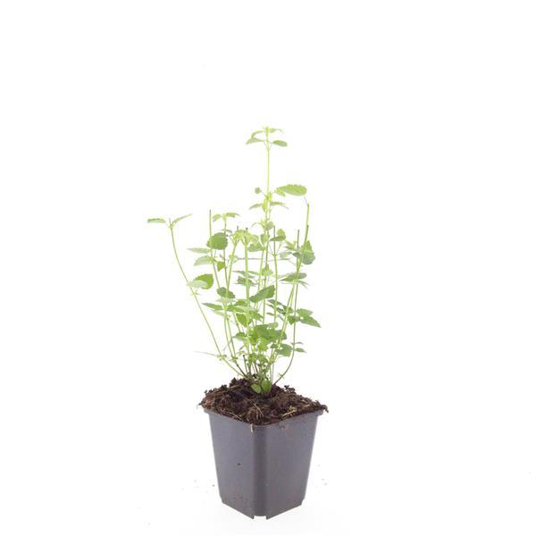 60x Agastache 'Vipera nera' - ↕10-25cm - Ø9cm