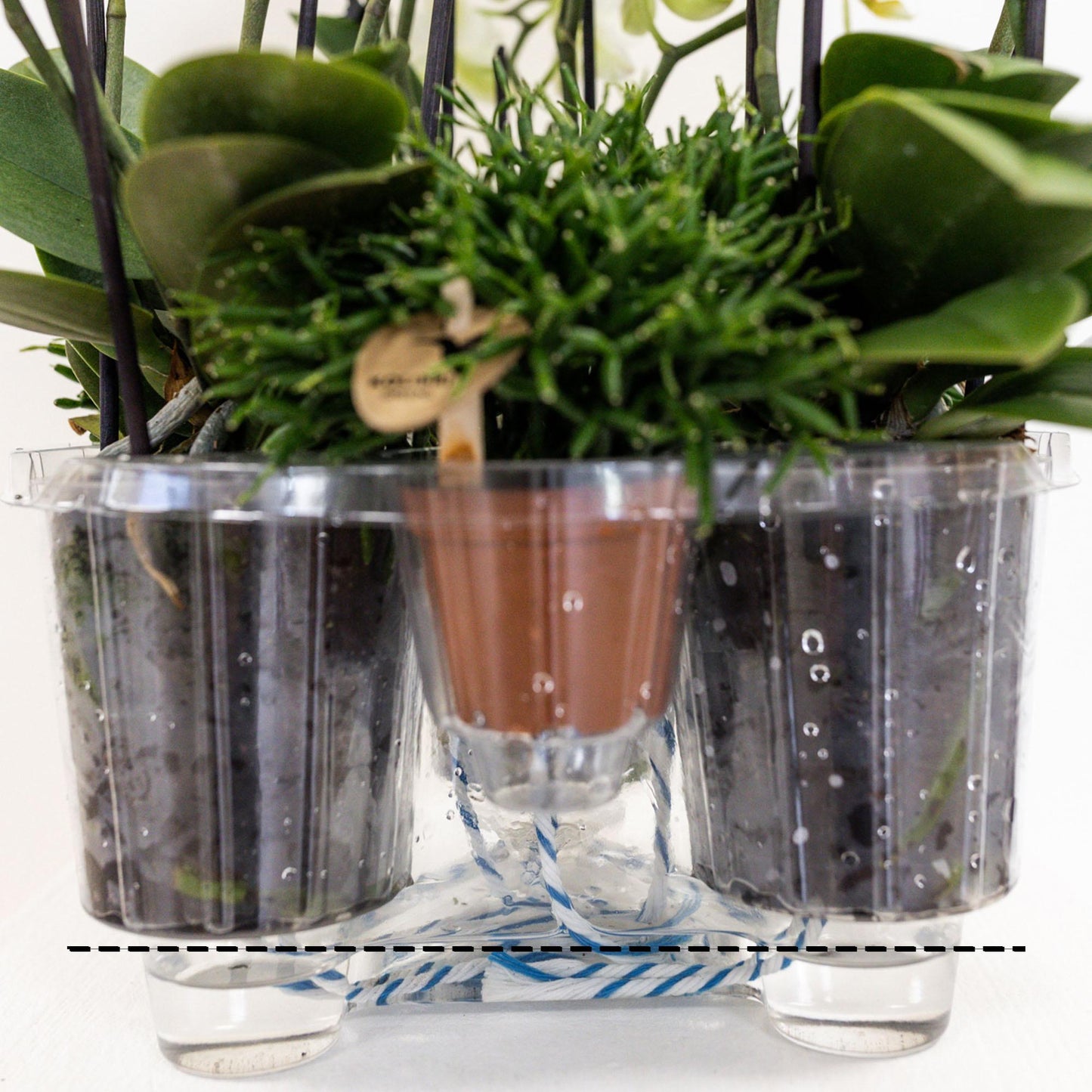 Hummingbird Orchids | white orchid set in Cotton Basket incl. water tank | three curved white orchids Niagara Fall 12cm | Mono Bouquet white with self-sufficient