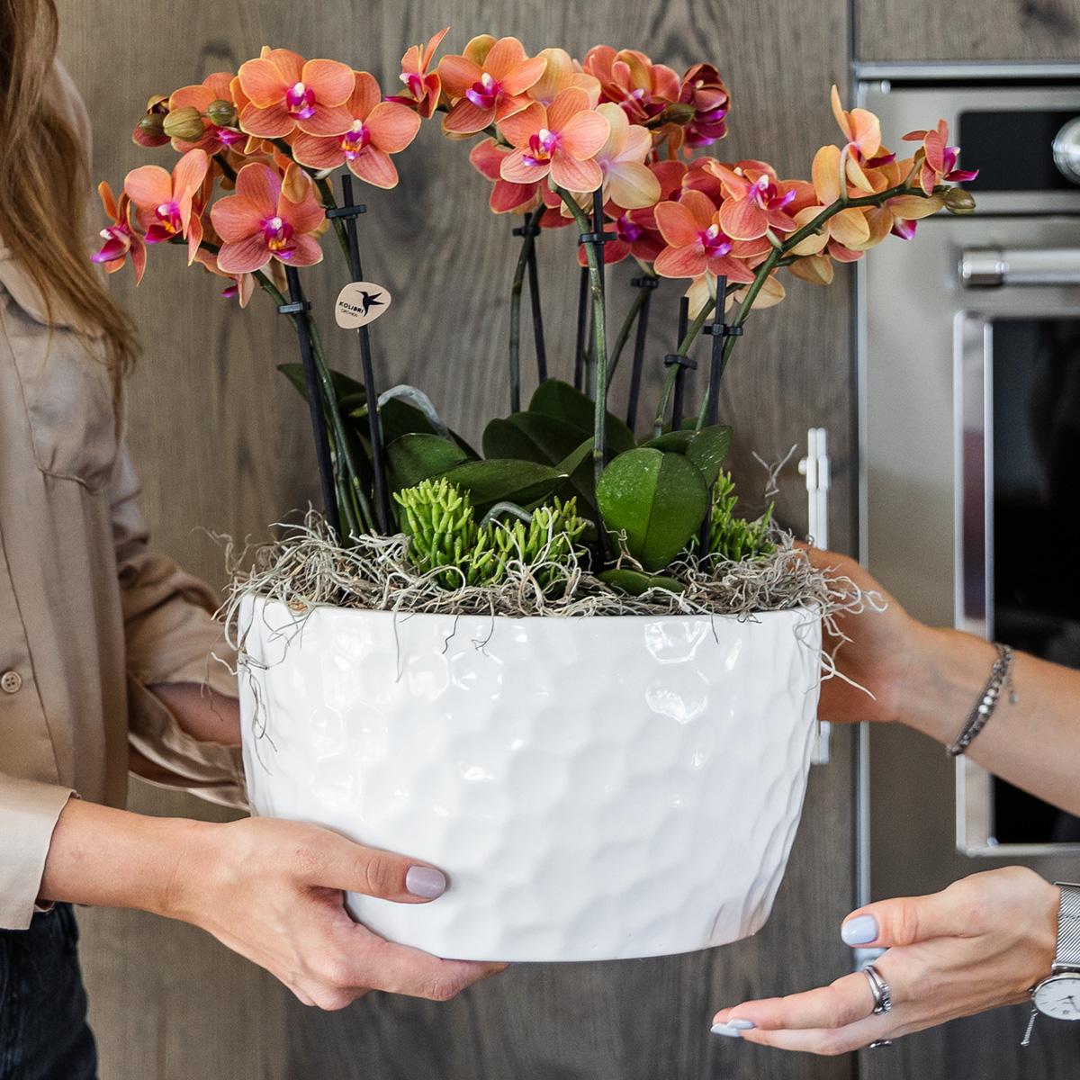 Orchidee colibrì | set di piante d'arancio in vaschetta per miele, incl tre orchidee arancioni Bolzano 9cm e tre piante verdi | Jungle Bouquet arancione con riserva d'acqua autosufficiente