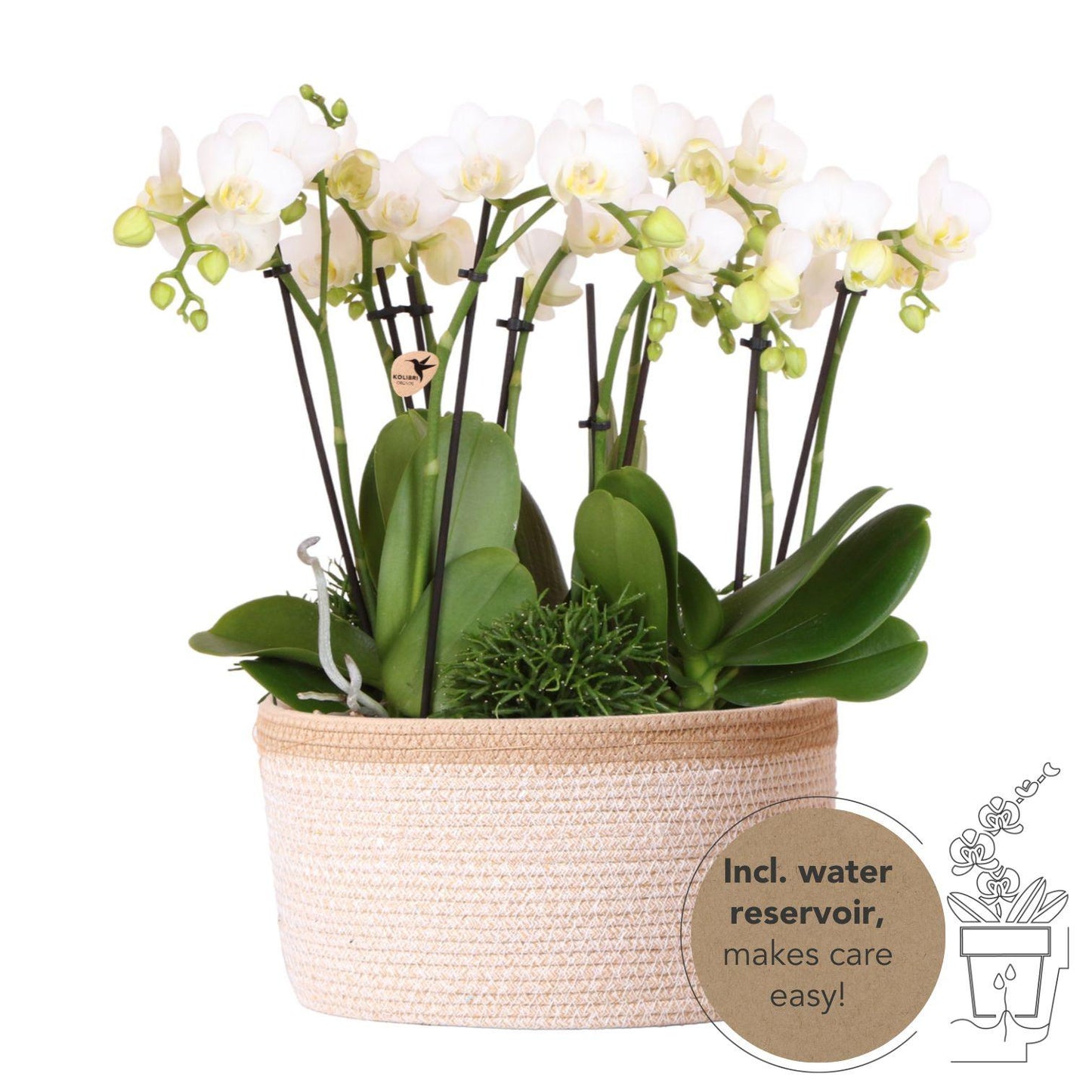 Orchidee colibrì | set di piante bianche in cestino di cotone incl tre orchidee bianche Amabilis 9cm e tre piante verdi | Jungle Bouquet bianco con riserva d'acqua autosufficiente