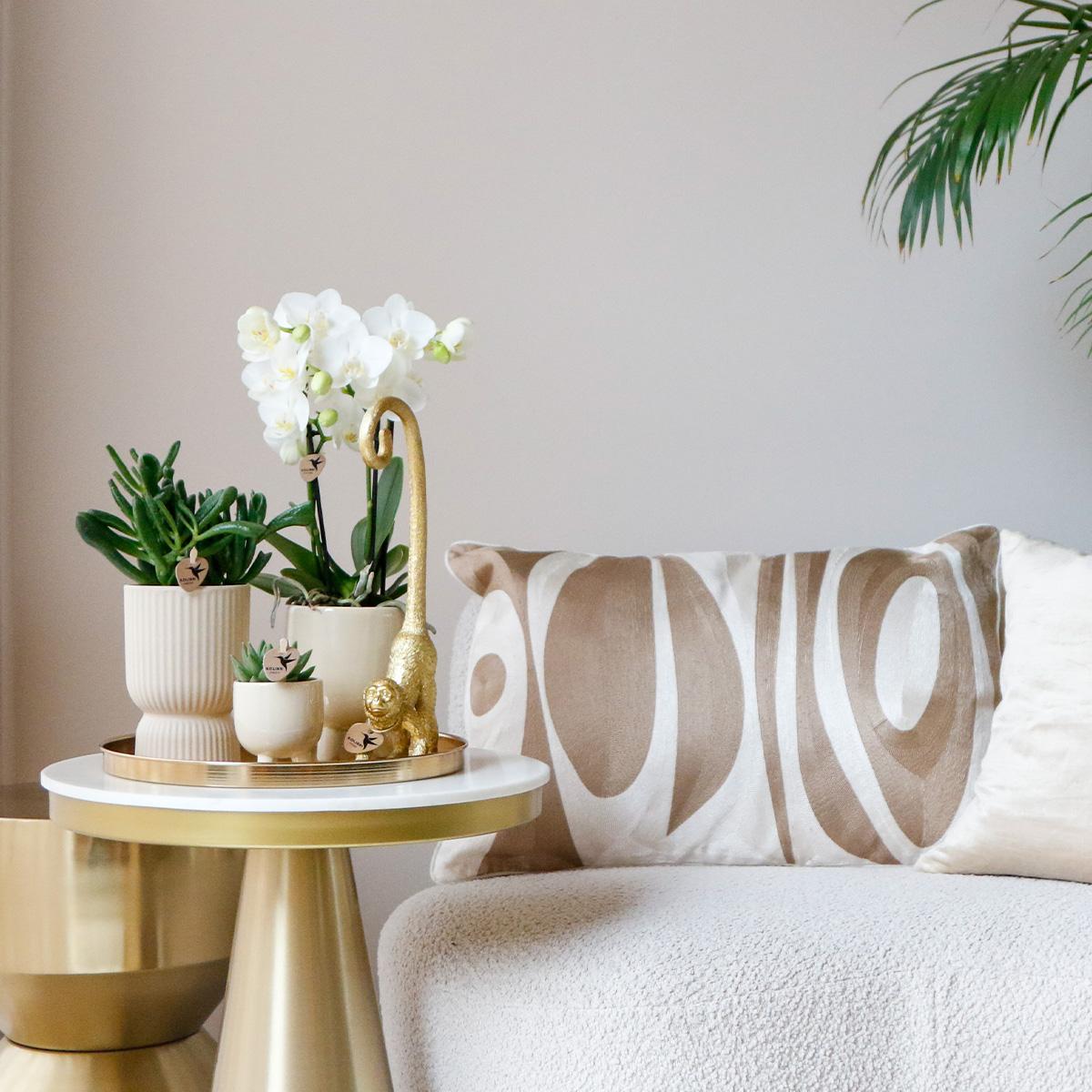 Hummingbird Company | Gift set Luxury Living | Plant set with white Phalaenopsis Orchid and Succulents incl. ceramic decorative pots