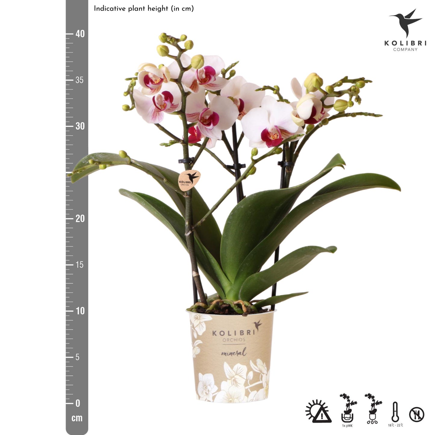 Kolibri Orchids | orchidea Phalaenopsis bianca in vaso Ø9cm | Gibilterra | pianta da appartamento fiorita - fresca dal coltivatore