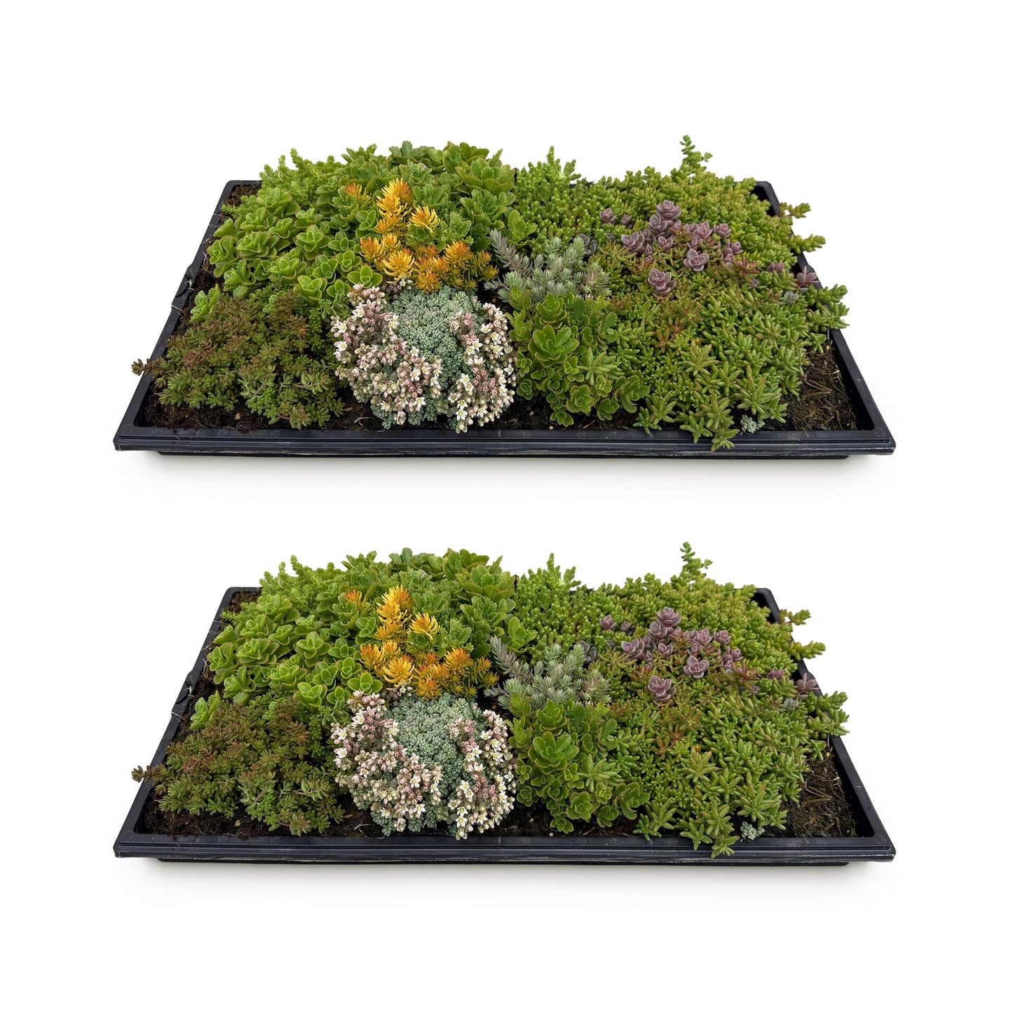 Green boutiQ - Ground cover - Winter hardy - Sedum mat - Consists of 10 types - X2 - Low maintenance - Length 50 Width 30