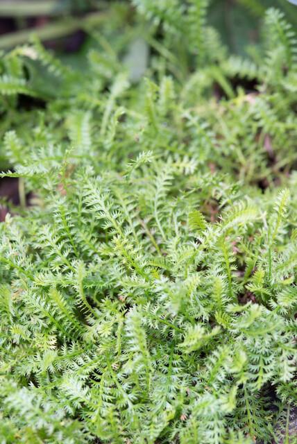 48x Leptinella squalida - ↕10-25cm - Ø9cm