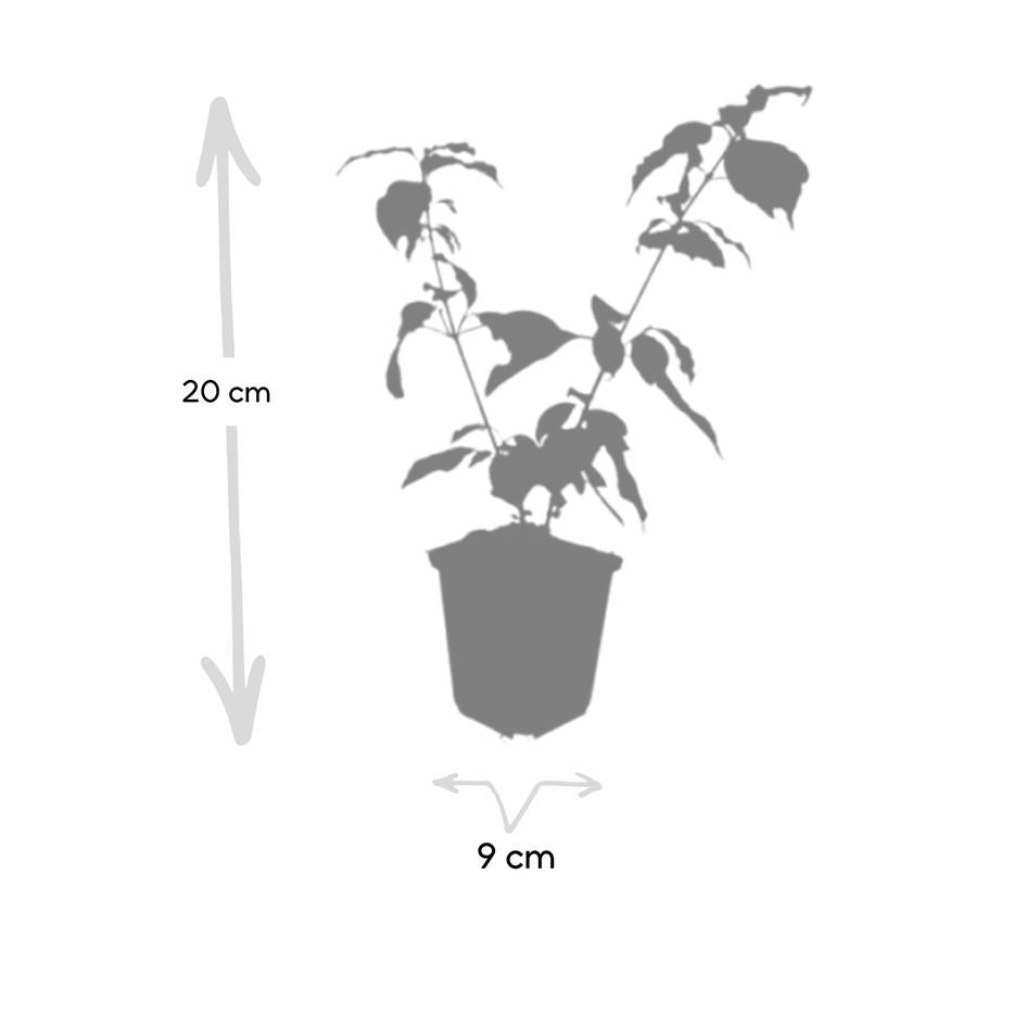 60x Cornus cantava. 'Arancia invernale di Anny' - ↕10-25cm - Ø9cm
