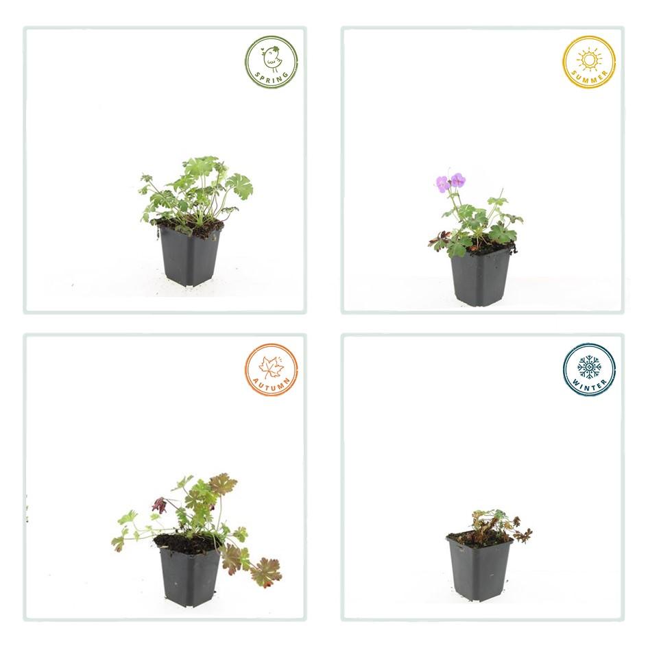 48x Geranium cant. 'Cambridge' - ↕10-25cm - Ø9cm