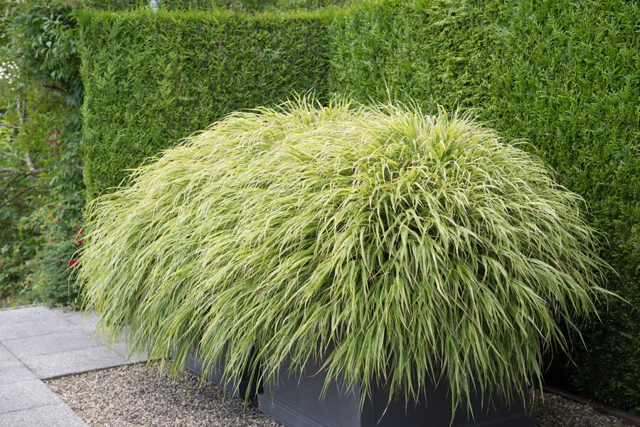 48x Hakonechloa macra - ↕10-25cm - Ø9cm
