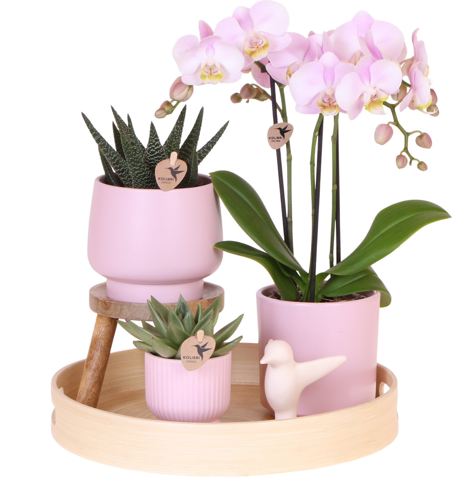 Orchidee colibrì | Set regalo grande per la festa della mamma | Pianta verde con orchidea Phalaenopsis rosa in vasi decorativi Simplicity rosa su piatto di bambù