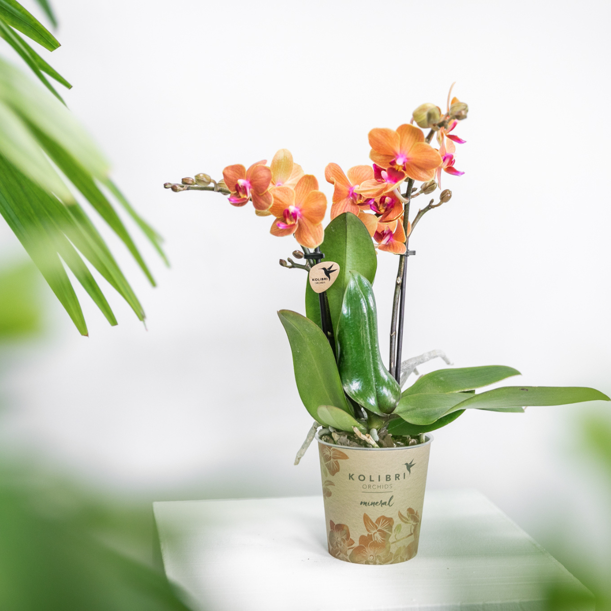 Orchidee colibrì | OFFERTA COMBI di 4 orchidee Phalaenopsis arancioni - Bolzano - dimensioni vaso Ø9cm | pianta d'appartamento in fiore - fresca dal coltivatore