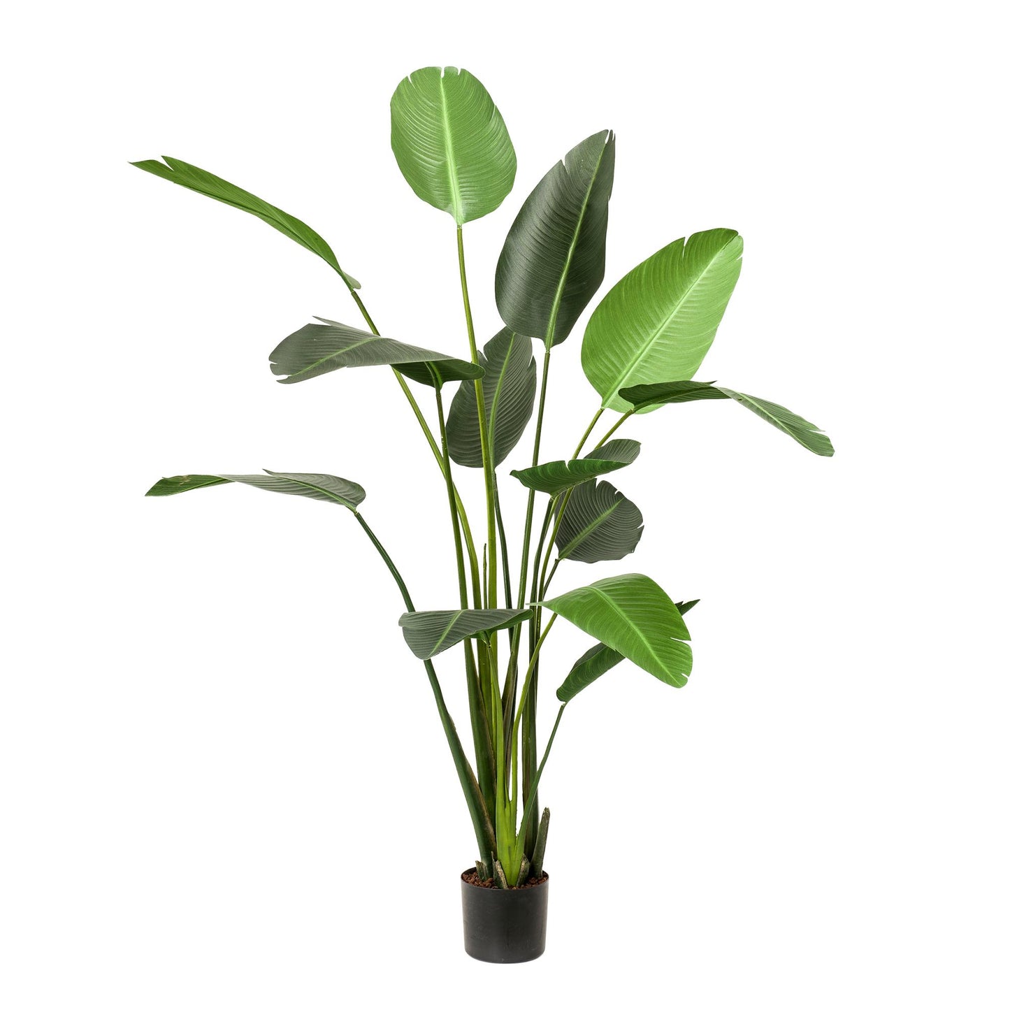Artificial plant - Strelitzia Nicolai - Bird of Paradise flower - 230cm