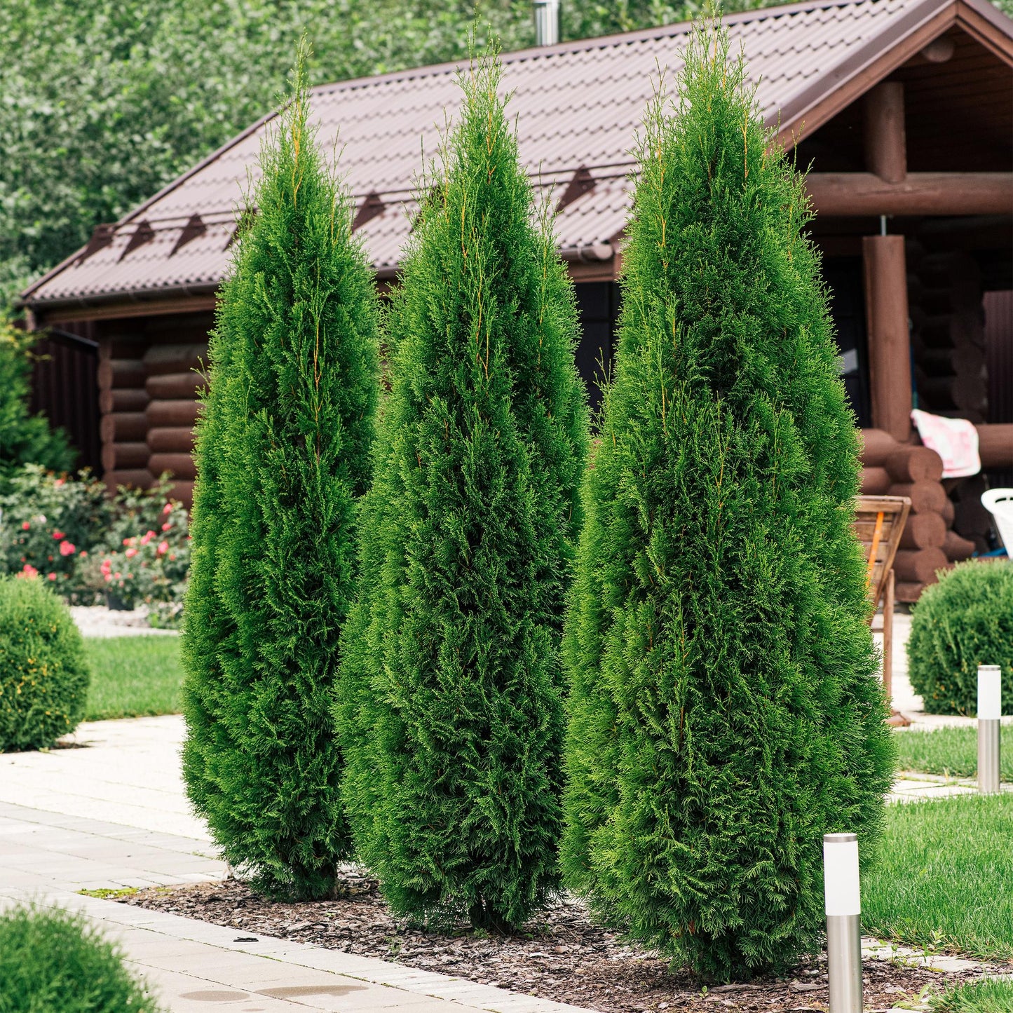 Green boutiQ - Piante da siepe - Thuja occidentalis Smaragd - foglia verde - 6 piante - 1 metro lineare - sempreverde - vaso 17cm altezza 60cm