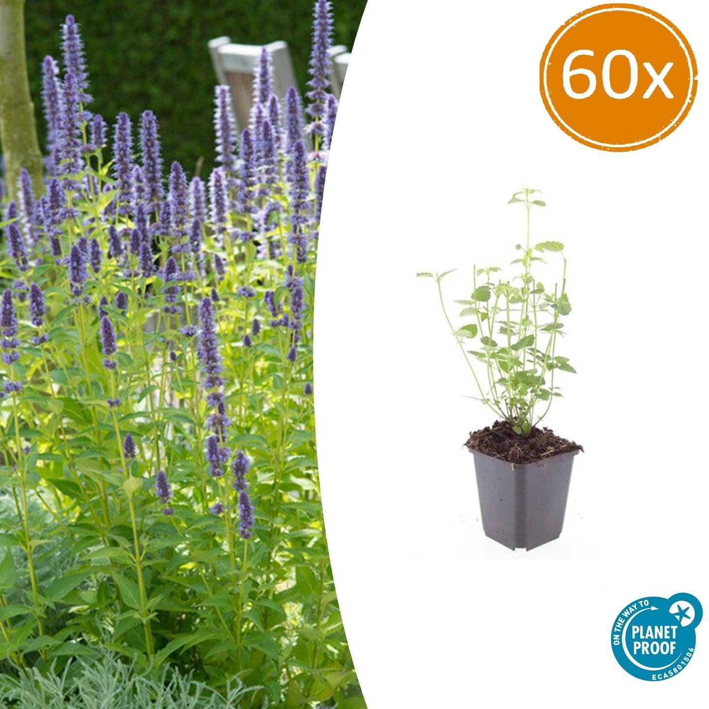 60x Agastache 'Vipera nera' - ↕10-25cm - Ø9cm