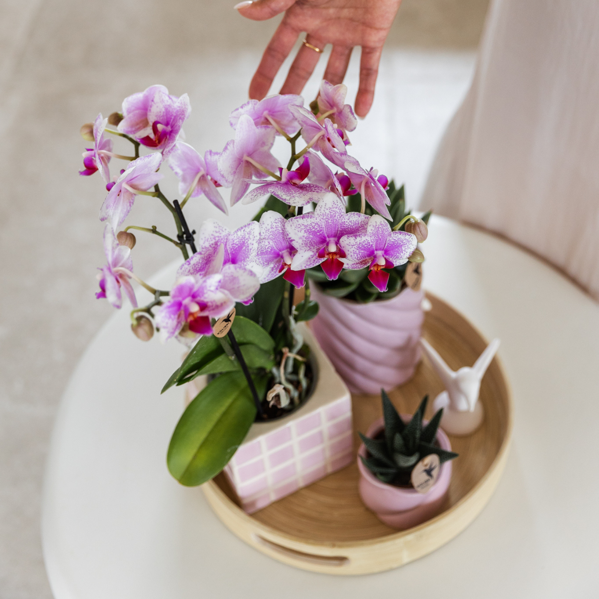 Kolibri Orchids | orchidea Phalaenopsis rosa in vaso Ø9cm | Rotterdam | pianta da appartamento fiorita - fresca dal coltivatore