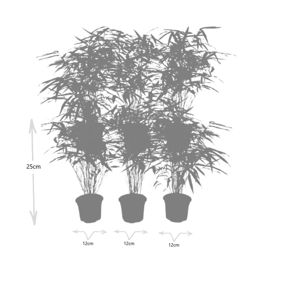 6x Fargesia Rufa Ø13 cm - ↕25 cm Bamboo