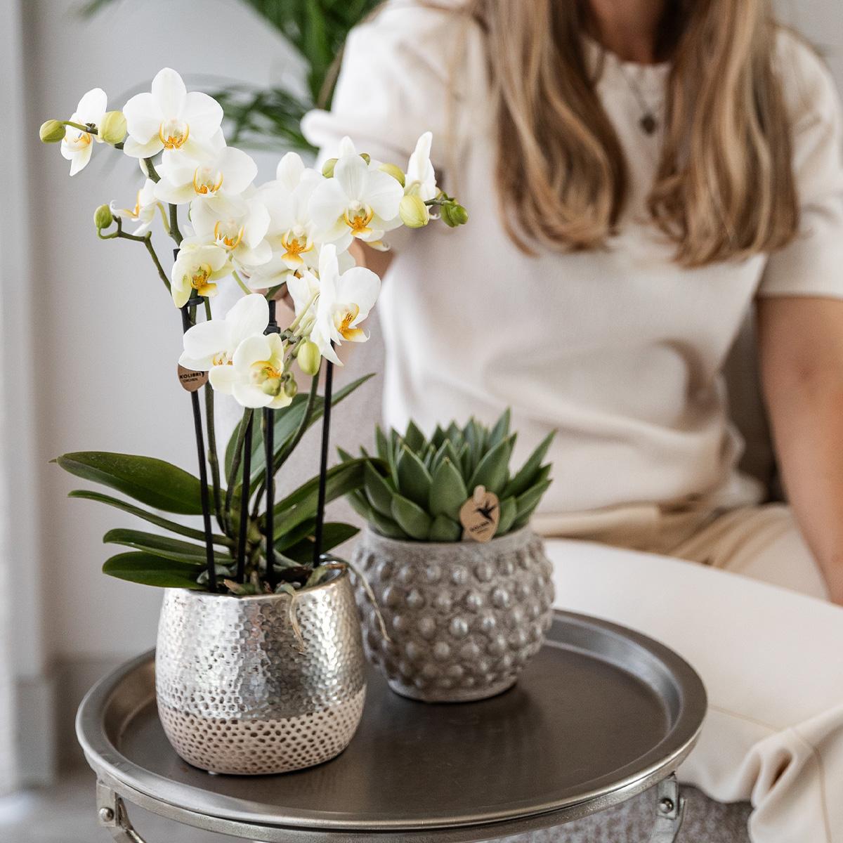 Orchidee colibrì | Orchidea Phalaenopsis bianca - Amabilis + Elite vaso argento - dimensioni vaso Ø9 cm - altezza 35 cm | pianta d'appartamento in fiore - fresca dal coltivatore