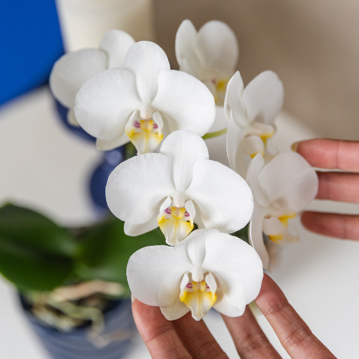 Orchidee colibrì | orchidea bianca Amabilis + Candy vaso decorativo blu - dimensioni vaso Ø9cm | pianta d'appartamento in fiore - fresca dal coltivatore