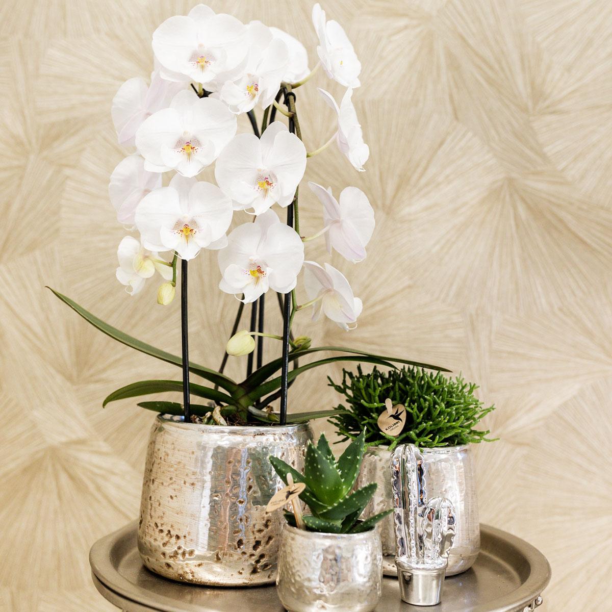 Orchidee colibrì | orchidea Phalaenopsis bianca - Niagara Fall - vaso Ø12cm | pianta d'appartamento in fiore - fresca dal coltivatore