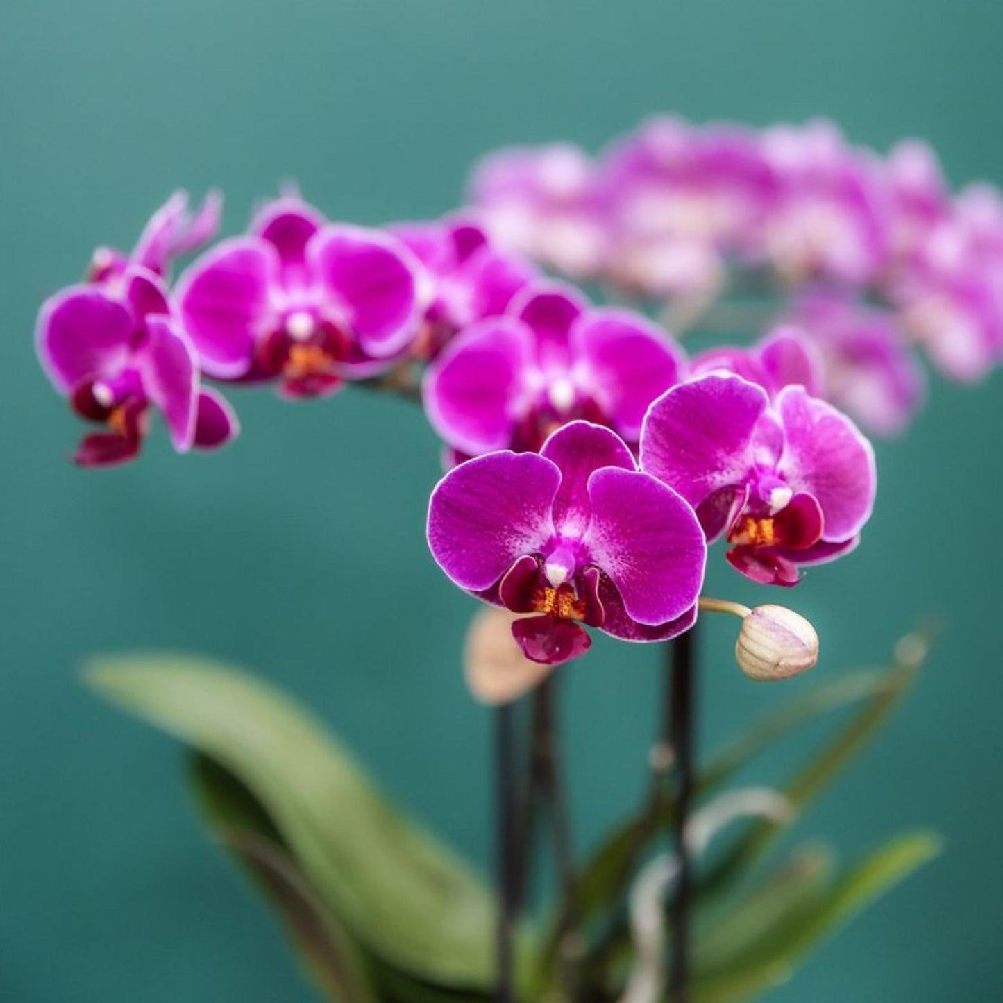 Kolibri Orchids | Orchidea phalaenopsis viola in vaso Ø9cm | Morelia | pianta da appartamento fiorita - fresca dal coltivatore
