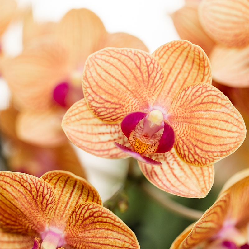 Kolibri Company | Set di piante di papavero arancione | Orchidea Phalaenopsis arancione Giamaica e succulenta, inclusi vasi decorativi in ceramica