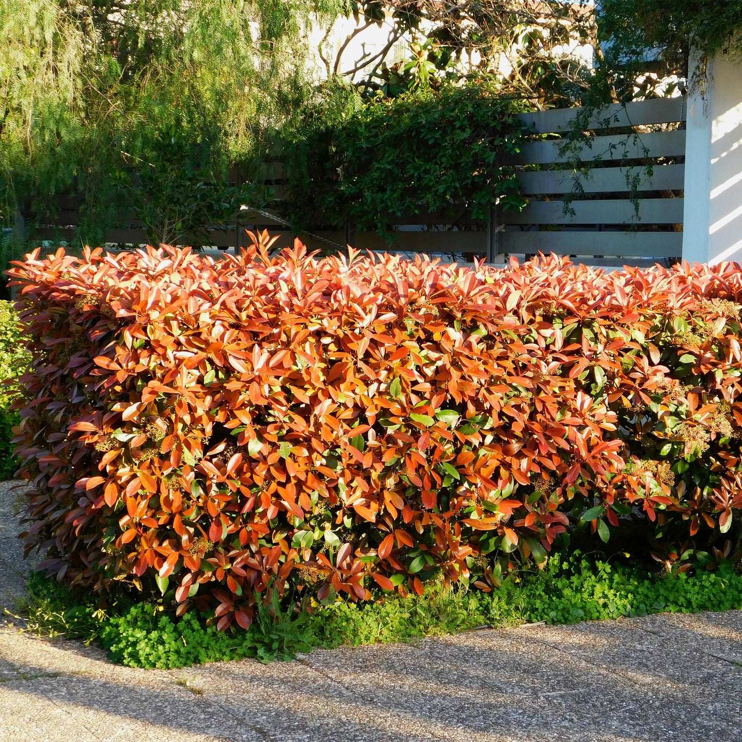 Green boutiQ - Hedge plants - Photnia fraseri Red Robin - leaf red green - 8 plants - 1 linear meter - evergreen - pot 9cm height 30-35cm