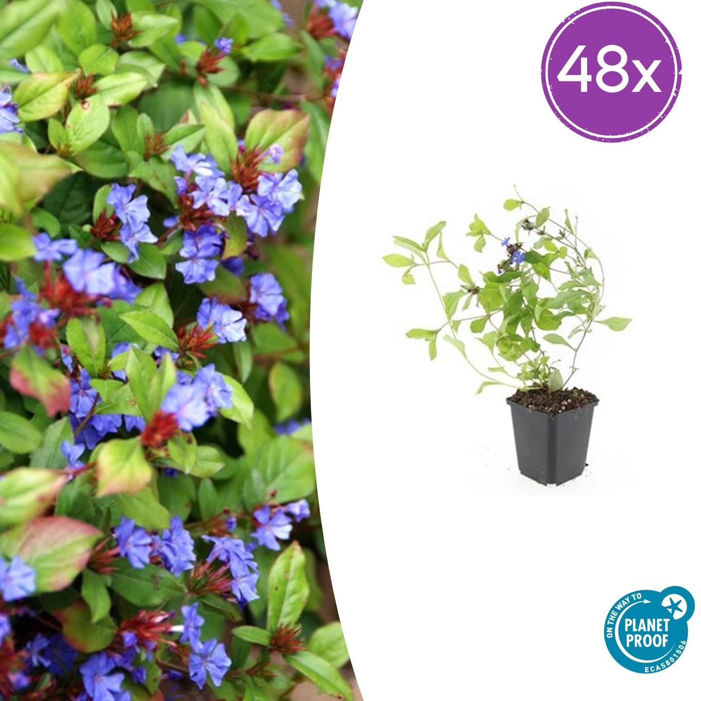 48x Ceratostigma plumbaginoides - ↕10-25cm - Ø9cm