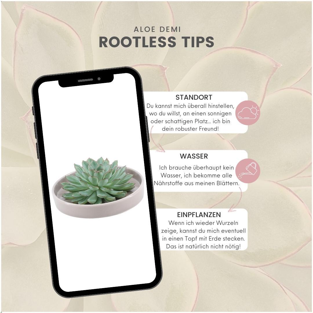 SENZA RADICE Succulente Echeveria Pulidonis in ciotola 'tortora' Ø20 cm - ↕5 cm
