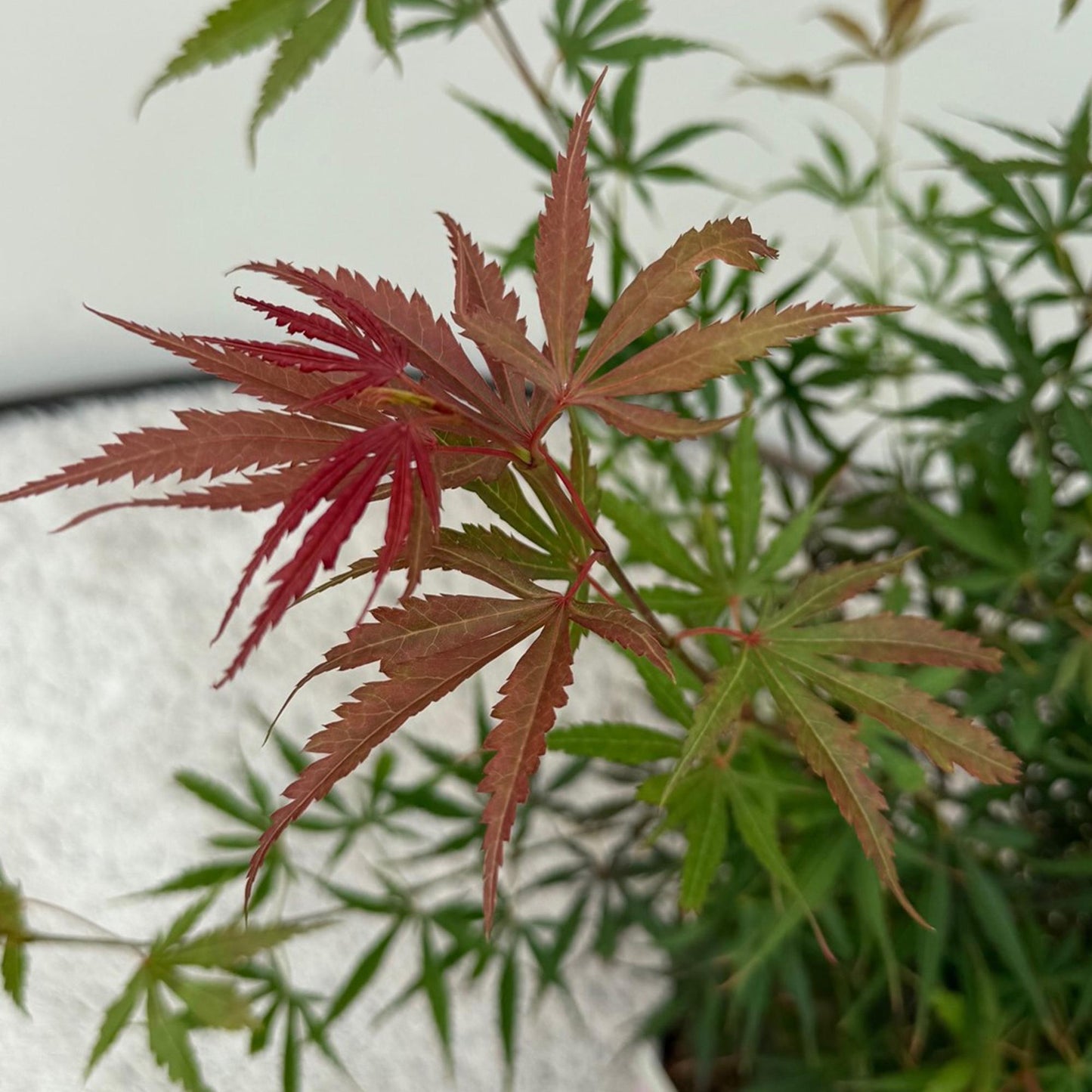 Green boutiQ - Pianta da terrazza - Acero giapponese - Acer palmatum Jerre Swarts - Rosso scuro - 2 piante - Decidua - Vaso 19 cm Altezza 70 cm