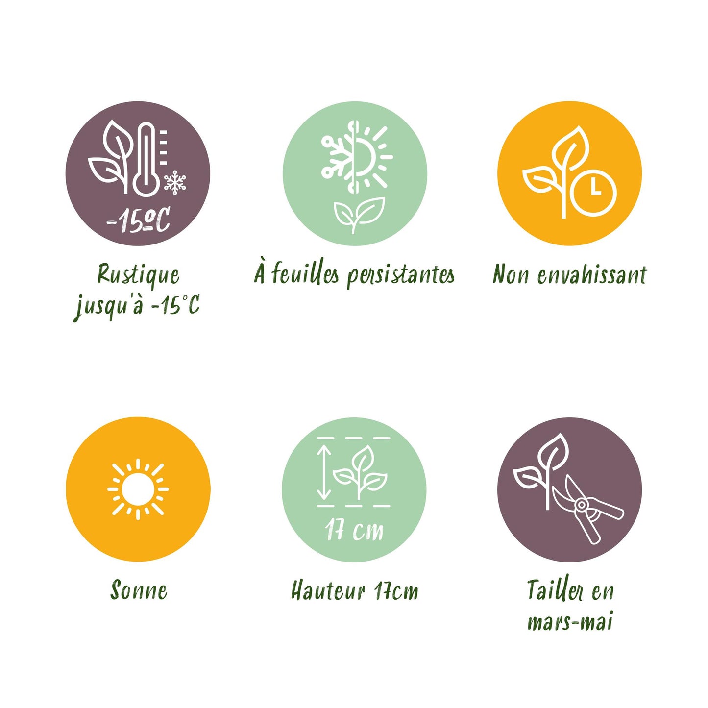 Green boutiQ - Bodembedekker - Winterhard -Sempervivum Big Sam - 8 Planten - Diversen kleuren - Weinig Onderhoud - Pot 14 Hoogte 17