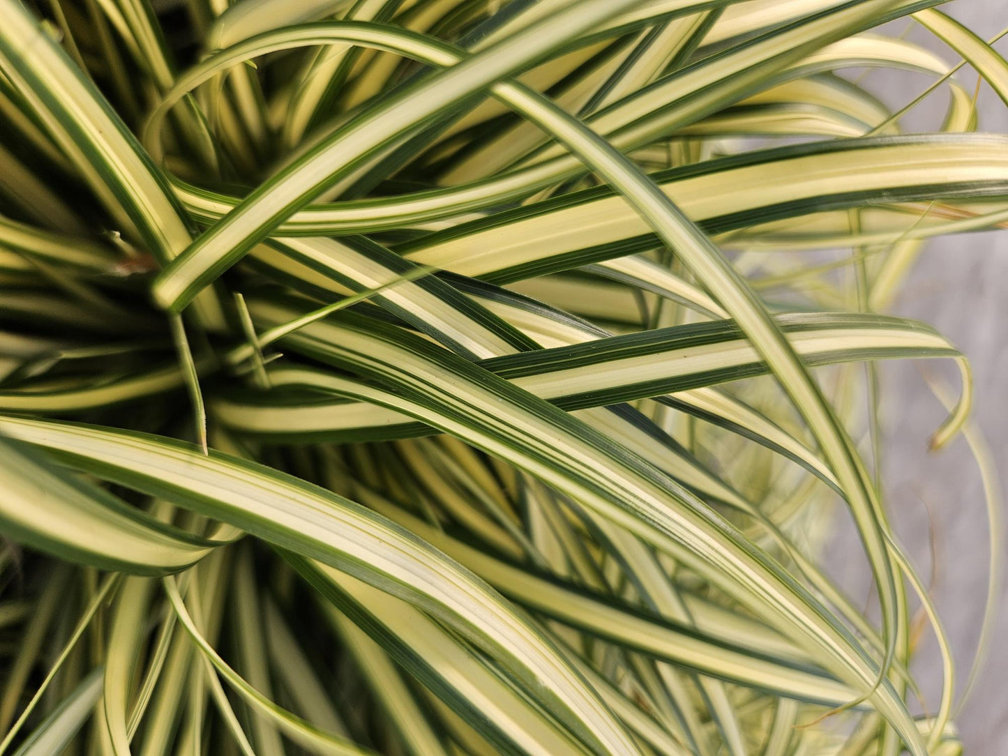 48x Carex oshim. 'Evergold' - ↕10-25cm - Ø9cm