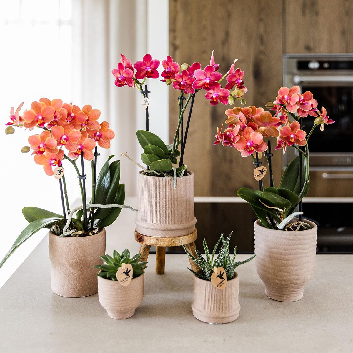 Orchidee colibrì | Orchidea rossa Congo + Bali vaso decorativo sabbia - dimensioni vaso Ø9cm | pianta d'appartamento in fiore - fresca dal coltivatore