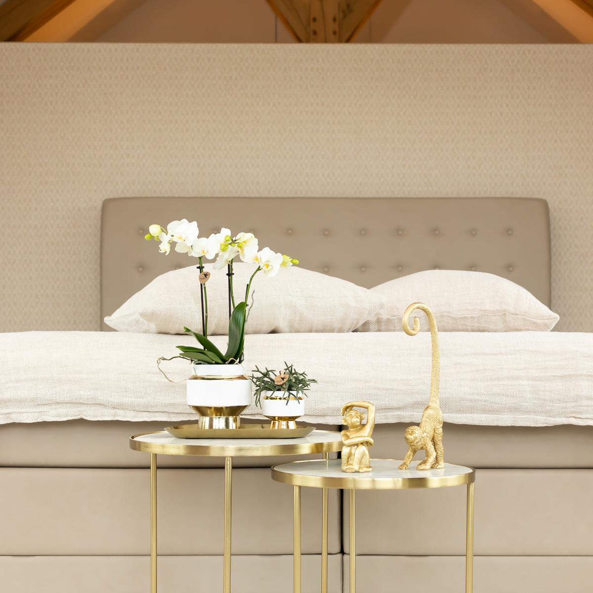 Orchidee colibrì | Orchidea Phalaenopsis bianca – Vaso ornamentale Amabilis + Le Chic oro – dimensioni vaso Ø9cm – altezza 40cm | pianta d'appartamento fiorita in vaso di fiori - fresca dal coltivatore