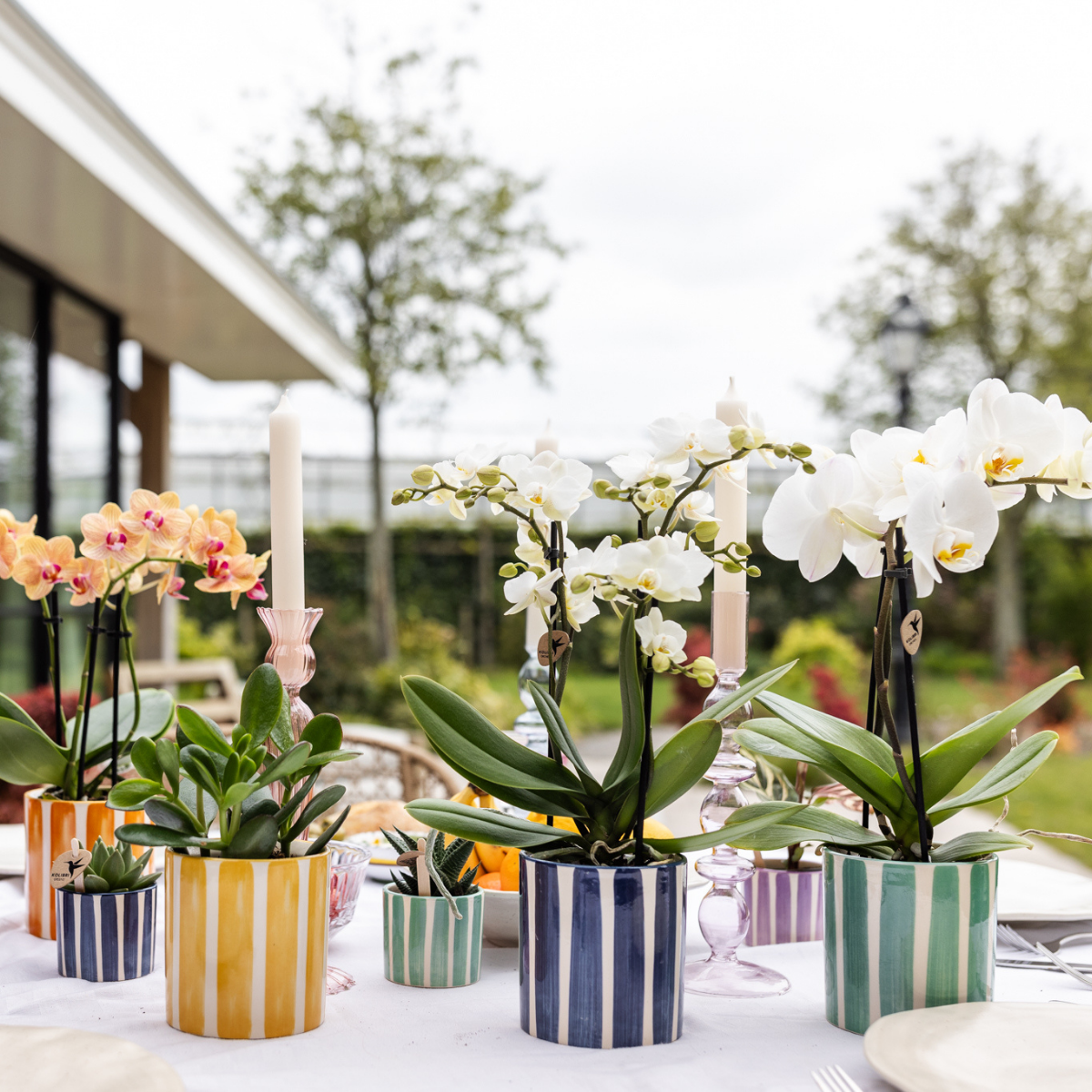 Orchidee Hummingbird | orchidea phalaenopsis bianca Losanna + vaso decorativo Painted Stripe turchese - dimensioni del vaso Ø9cm | pianta da appartamento fiorita - fresca dal coltivatore