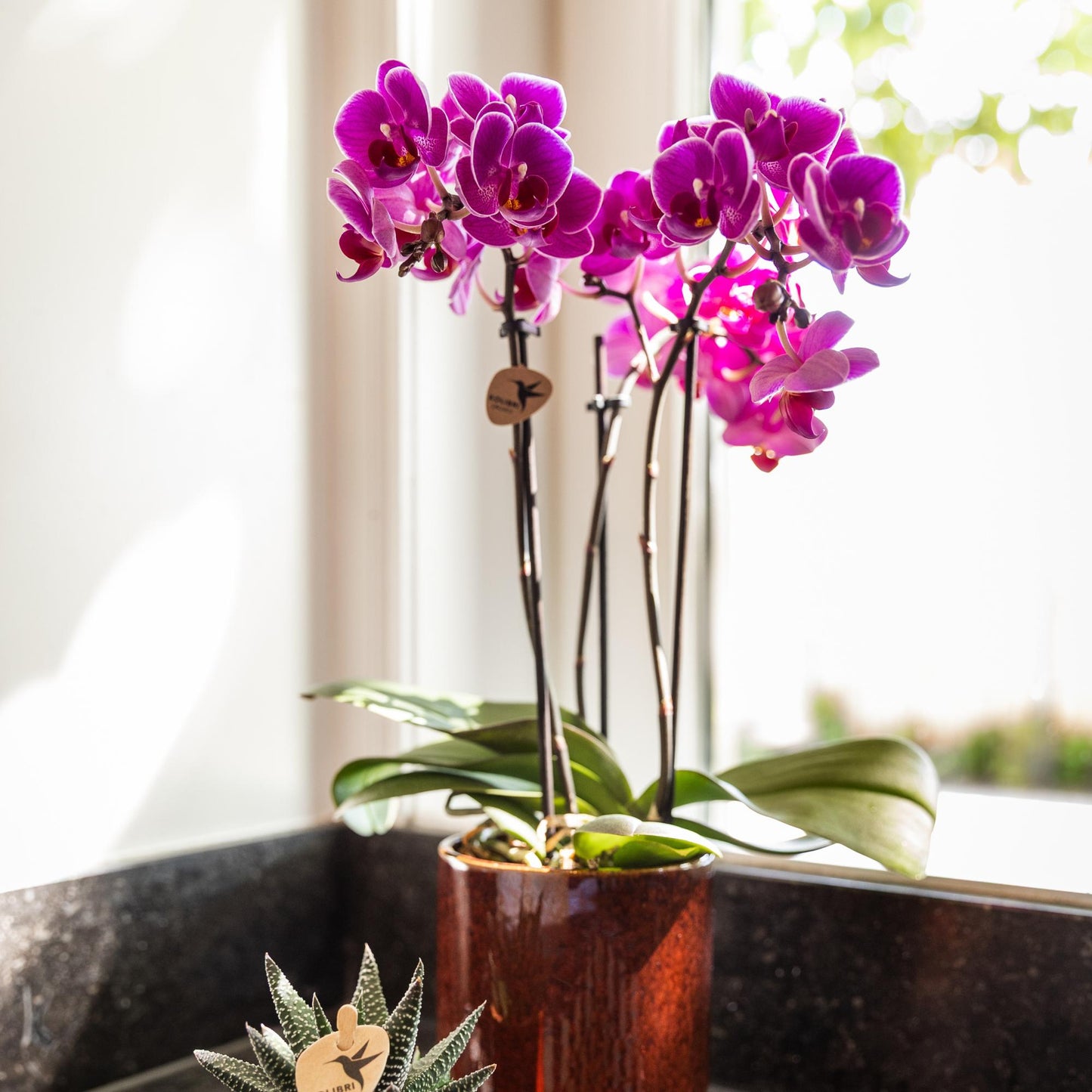 Kolibri Orchids | Orchidea phalaenopsis viola in vaso Ø9cm | Morelia | pianta da appartamento fiorita - fresca dal coltivatore