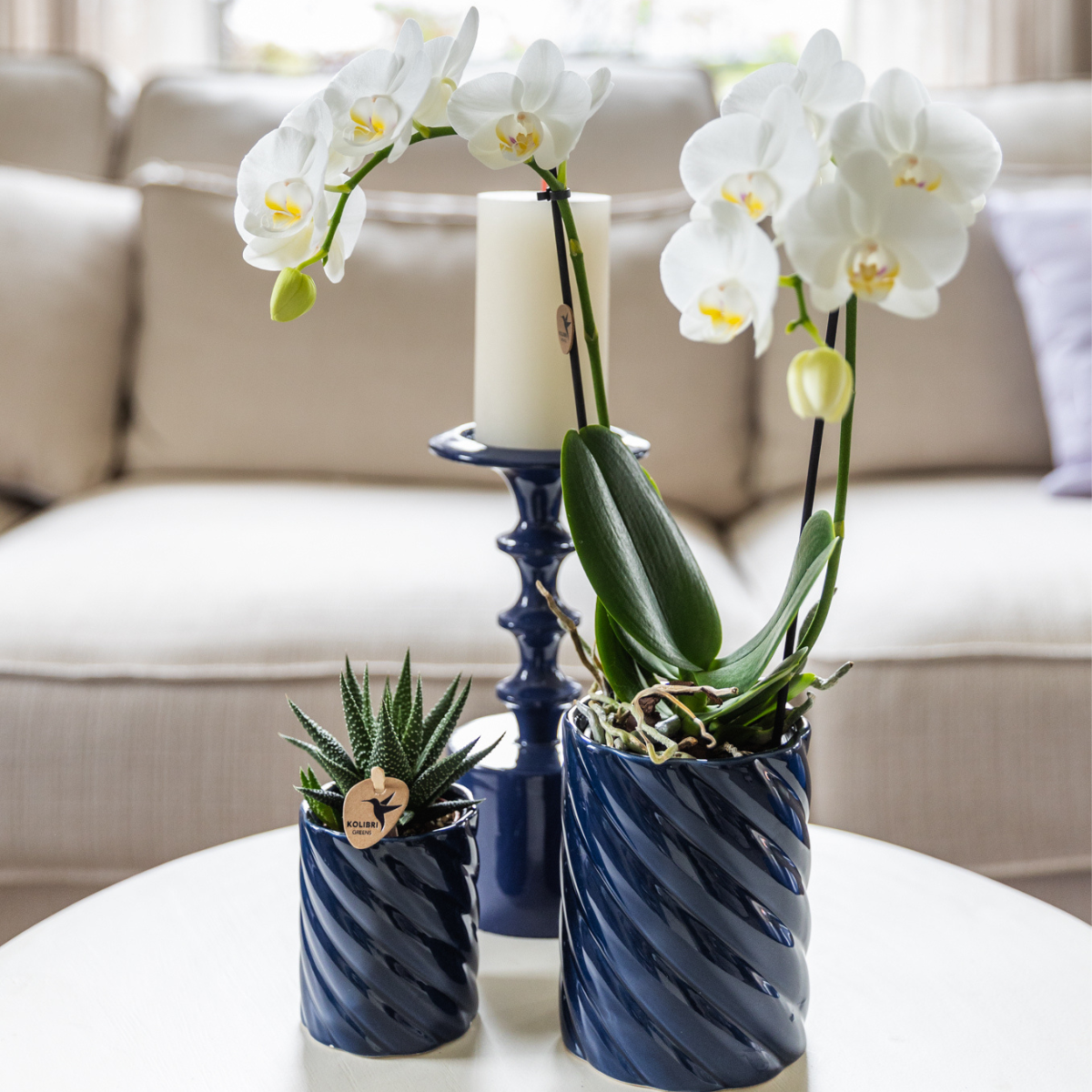Orchidee colibrì | Set di orchidea bianca Amabilis e succulenta in vasi decorativi Candy blu - dimensioni vaso Ø9 cm e Ø6 cm | pianta d'appartamento in fiore - fresca dal coltivatore