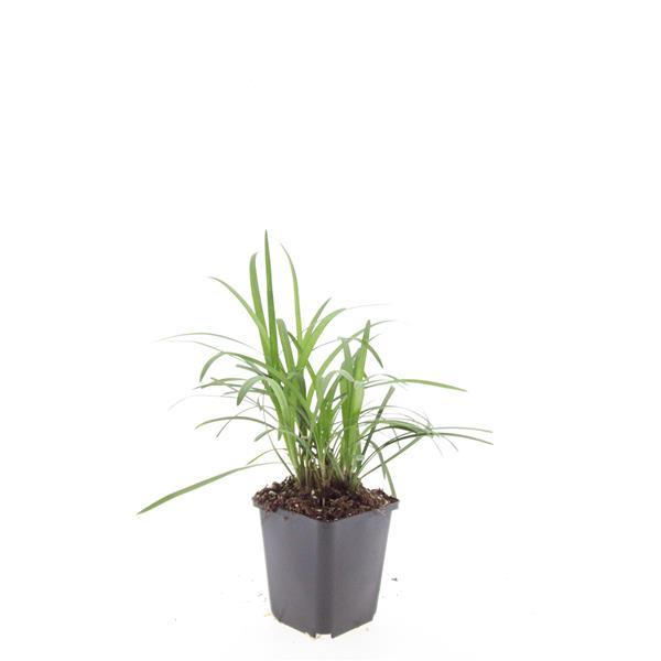 48x Liriope muscari 'Monroe White' - ↕10-25cm - Ø9cm