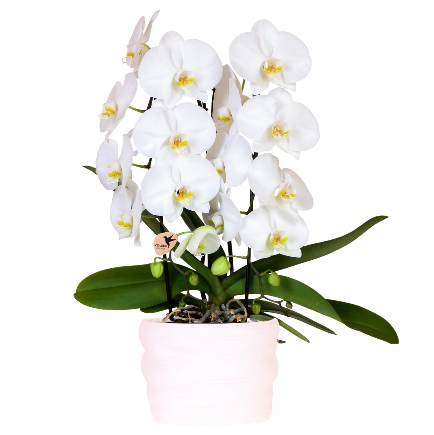 Kolibri Orchids | Witte Niagara Falls orchidee 12cm in Como pot incl. waterreservoir