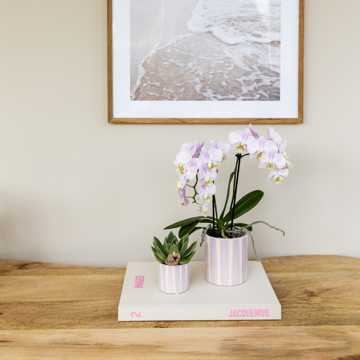 Orchidee colibrì | Orchidea Phalaenopsis rosa Portogallo + Painted Stripe vaso rosa - dimensioni vaso Ø9cm | pianta d'appartamento in fiore - fresca dal coltivatore