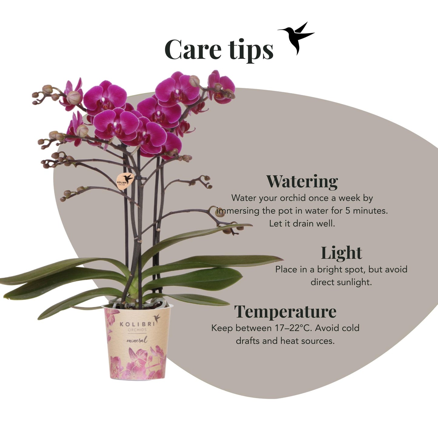 Kolibri Orchids | Orchidea phalaenopsis viola in vaso Ø9cm | Morelia | pianta da appartamento fiorita - fresca dal coltivatore