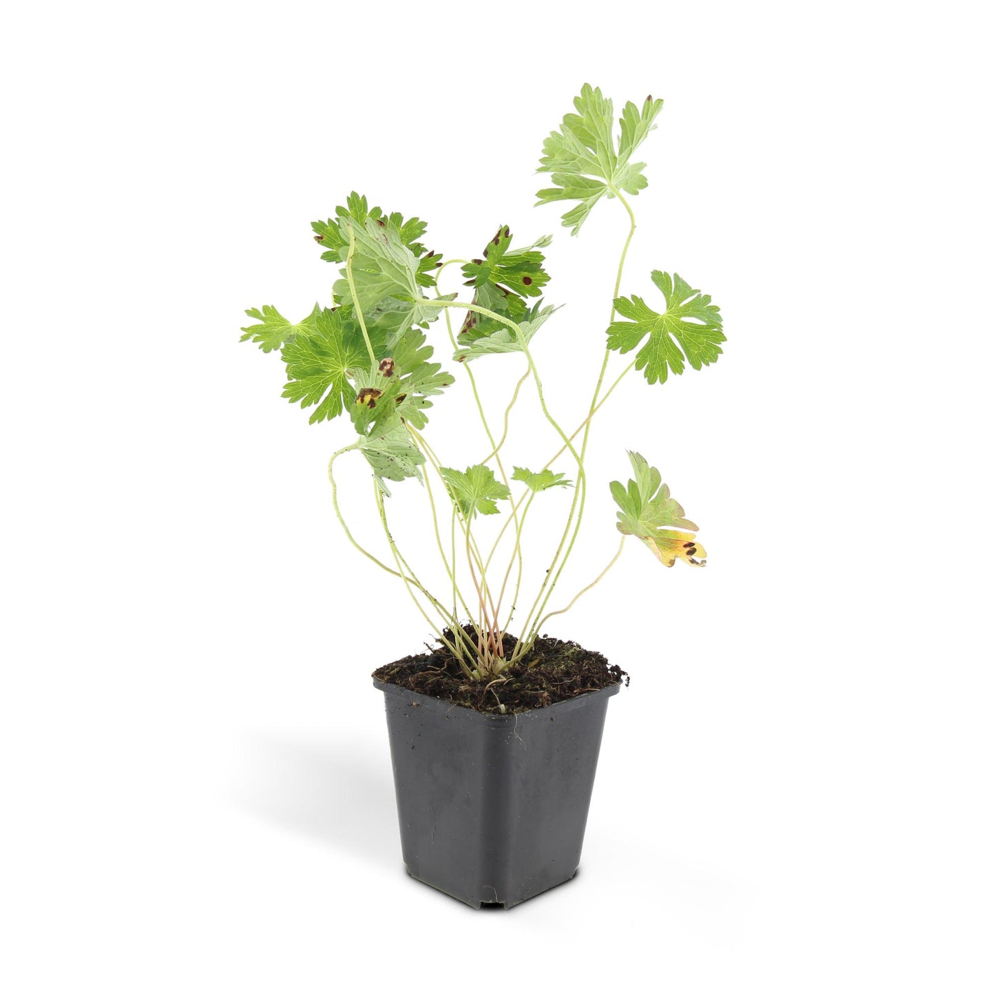 48x Geranium Rozanne - ↕10-25cm - Ø9cm