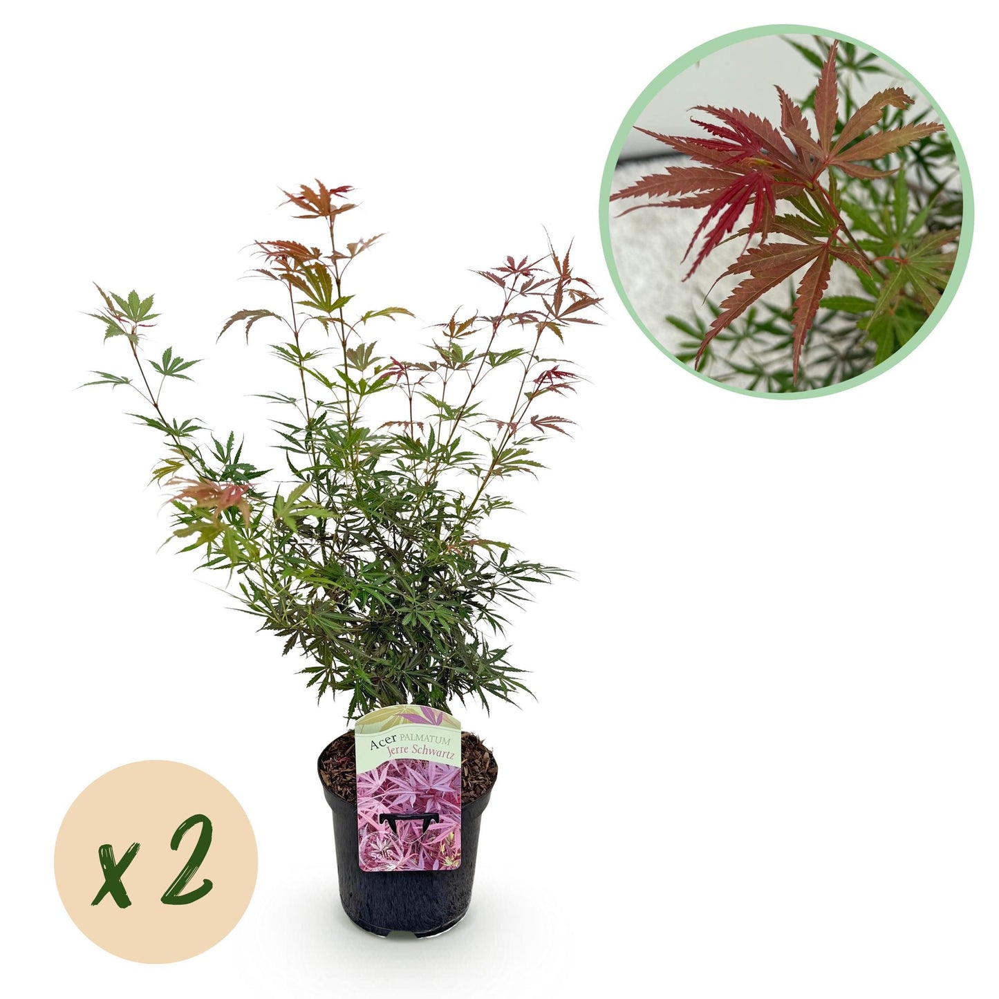 Green boutiQ - Pianta da terrazza - Acero giapponese - Acer palmatum Jerre Swarts - Rosso scuro - 2 piante - Decidua - Vaso 19 cm Altezza 70 cm