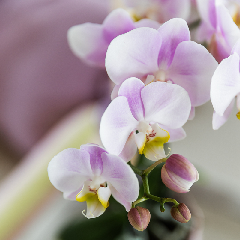 Kolibri Orchids | COMBI DEAL of 2 Phalaenopsis orchids - Portugal - pot size Ø9cm | flowering houseplant - fresh from the grower