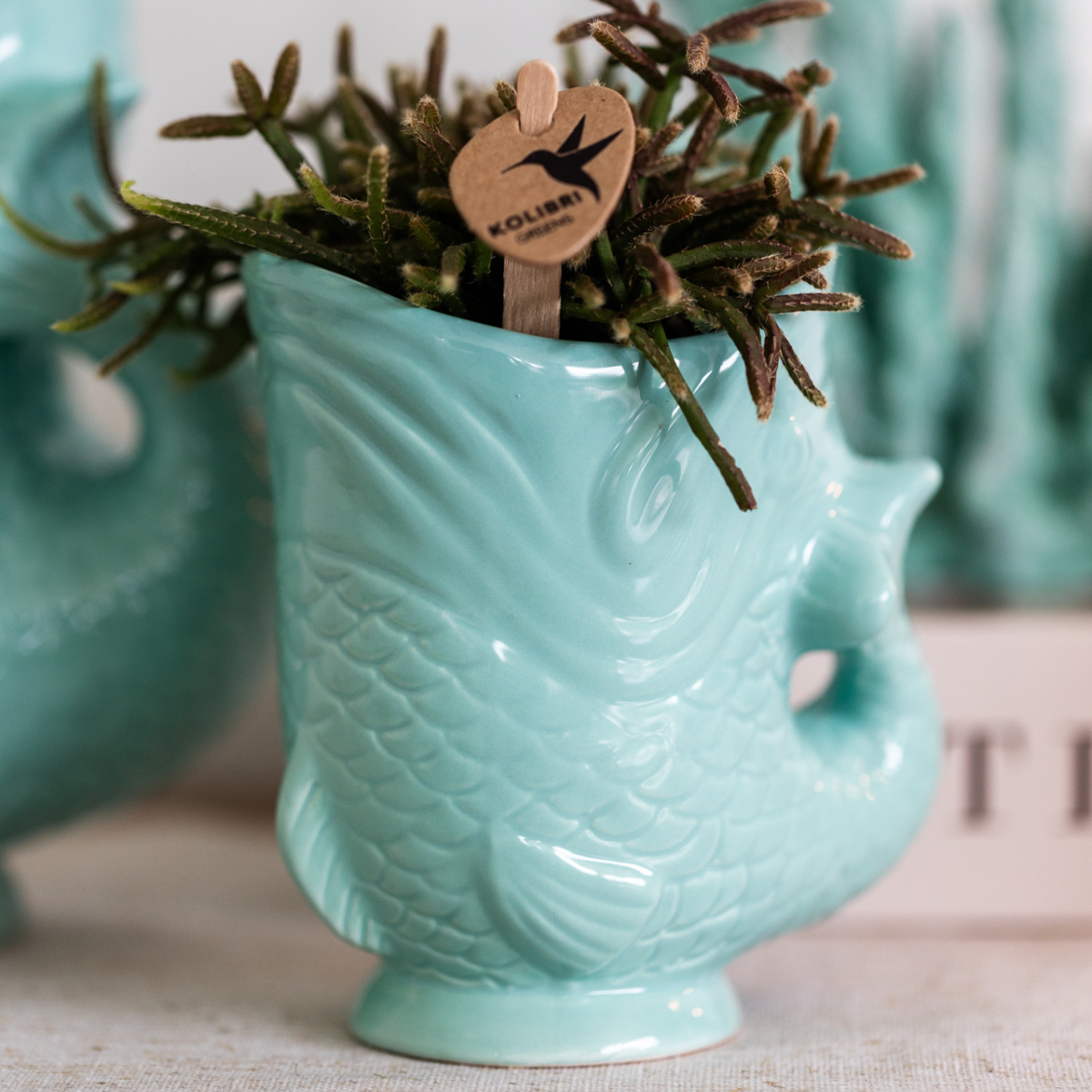 Orchidee colibrì | Set di piante Pesce Turchese | Set con orchidea Phalaenopsis bianca Amabilis Ø9cm e pianta verde Succulente Crassula Hobbit Ø6cm | incl. vasi decorativi in ceramica turchese