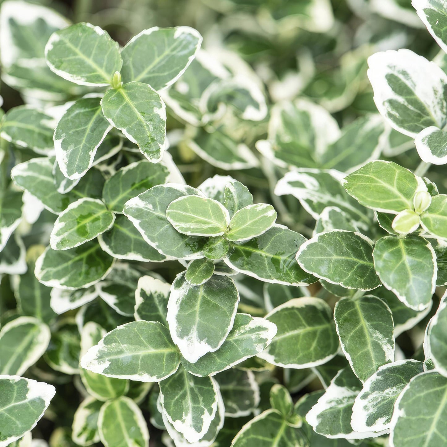 60x Euonymus forte. 'Emerald Gaiety' - ↕10-25cm - Ø9cm