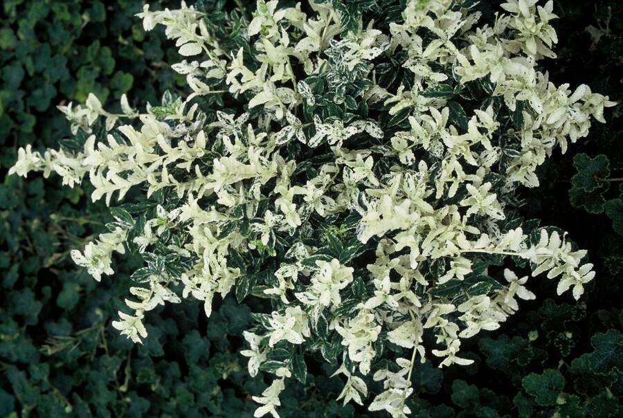 48x Euonymus fort. 'Harlequin' - ↕10-25cm - Ø9cm
