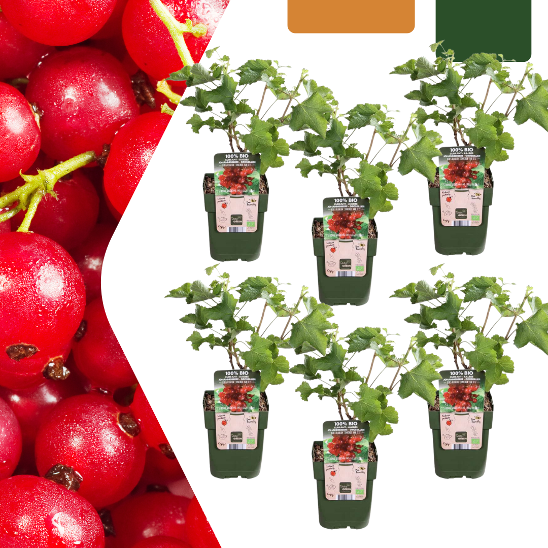 6 x Organic Gooseberry plants - Ø 13 cm - ↨ 20 cm