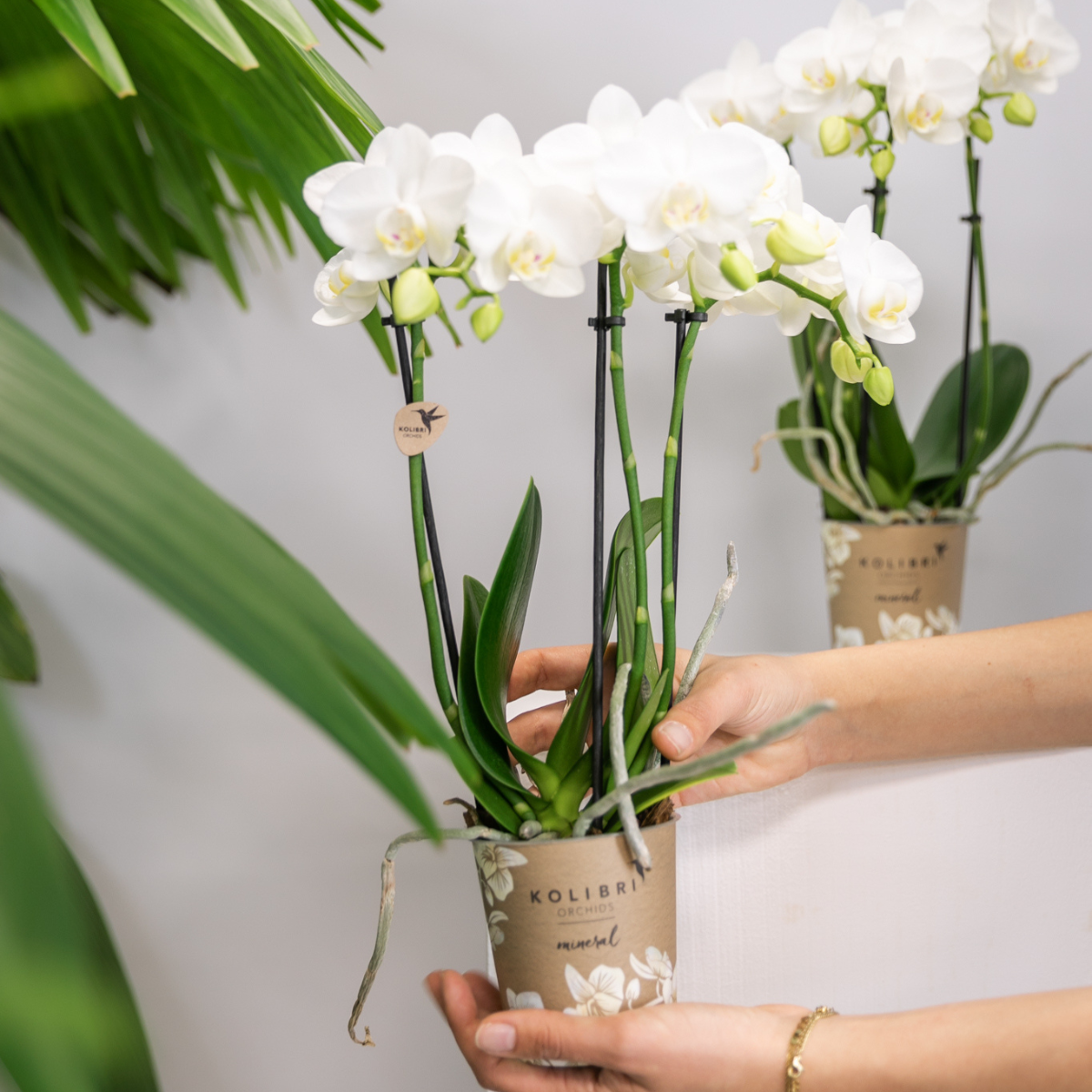 Orchidee colibrì | OFFERTA COMBI di 2 orchidee Phalaenopsis bianche - Amabilis - vaso Ø9cm | pianta d'appartamento in fiore - fresca dal coltivatore