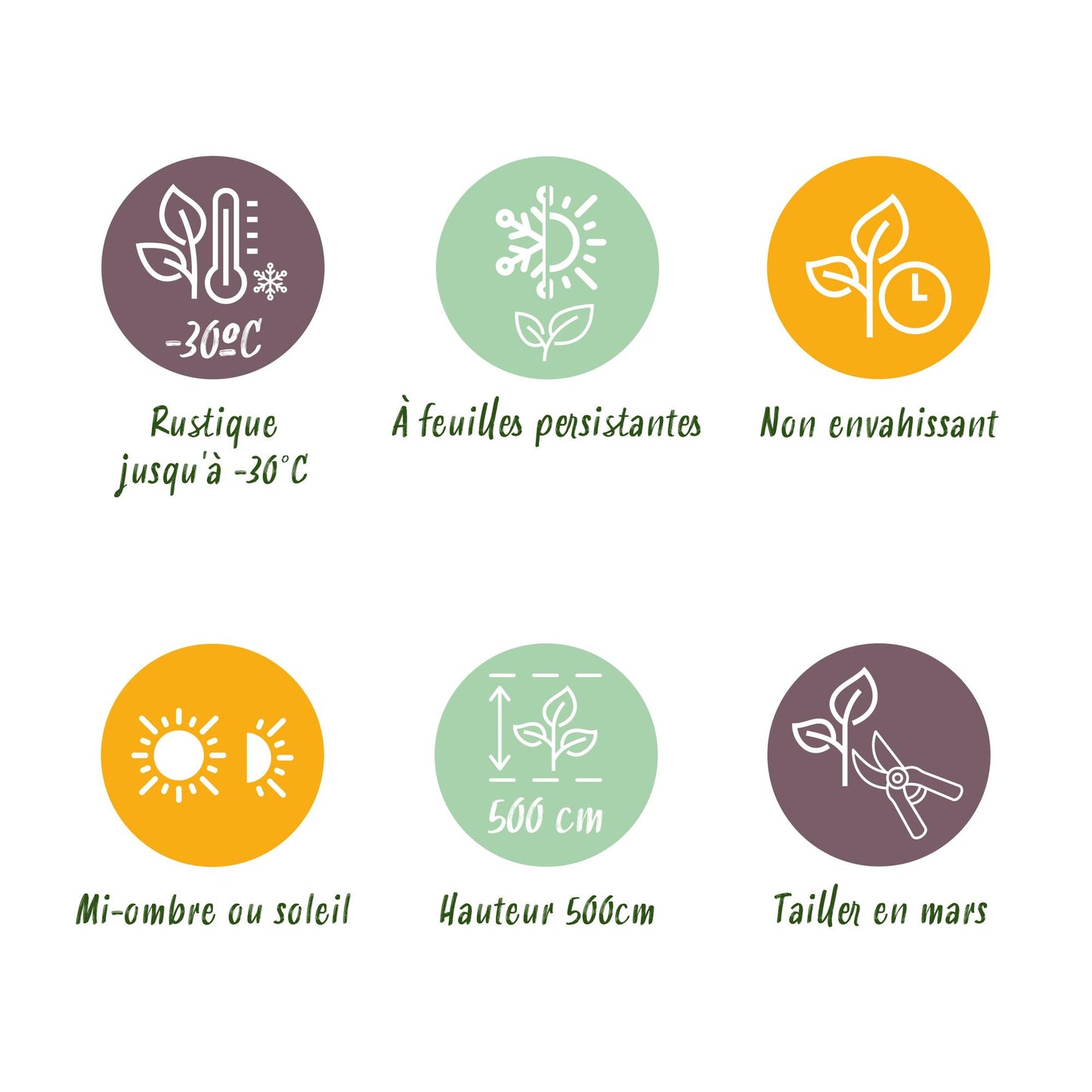 Green boutiQ - Piante da siepe - Thuja occidentalis Smaragd - foglia verde - 6 piante - 1 metro lineare - sempreverde - vaso 17cm altezza 60cm