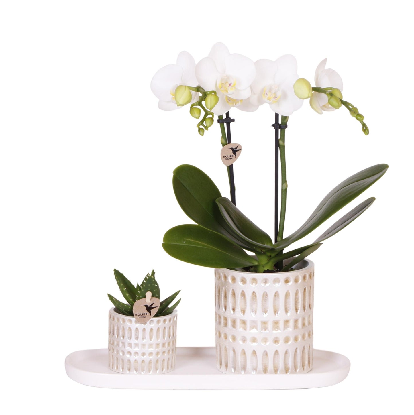 Hummingbird Company | Set di piante Le Chic piccolo | Orchidea Phalaenopsis Amabilis bianca e succulenta incl. vasi decorativi in ceramica su vassoio organico color crema