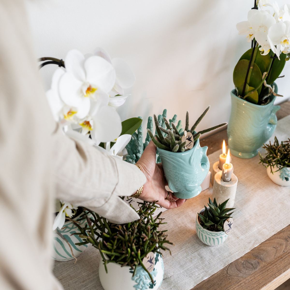 Orchidee colibrì | Set di piante Pesce Turchese | Set con orchidea Phalaenopsis bianca Amabilis Ø9cm e pianta verde Succulente Crassula Hobbit Ø6cm | incl. vasi decorativi in ceramica turchese